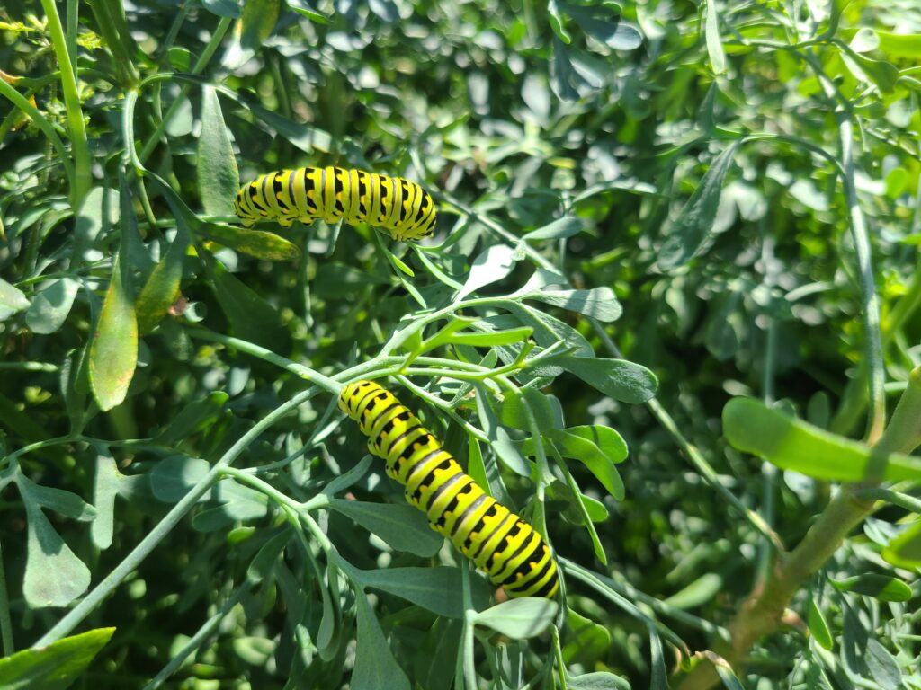image of two green caterpillars crawling on green leaves