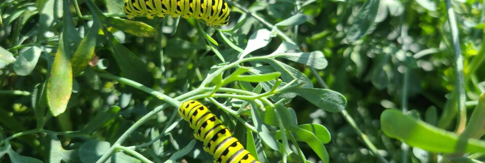 image of two green caterpillars crawling on green leaves